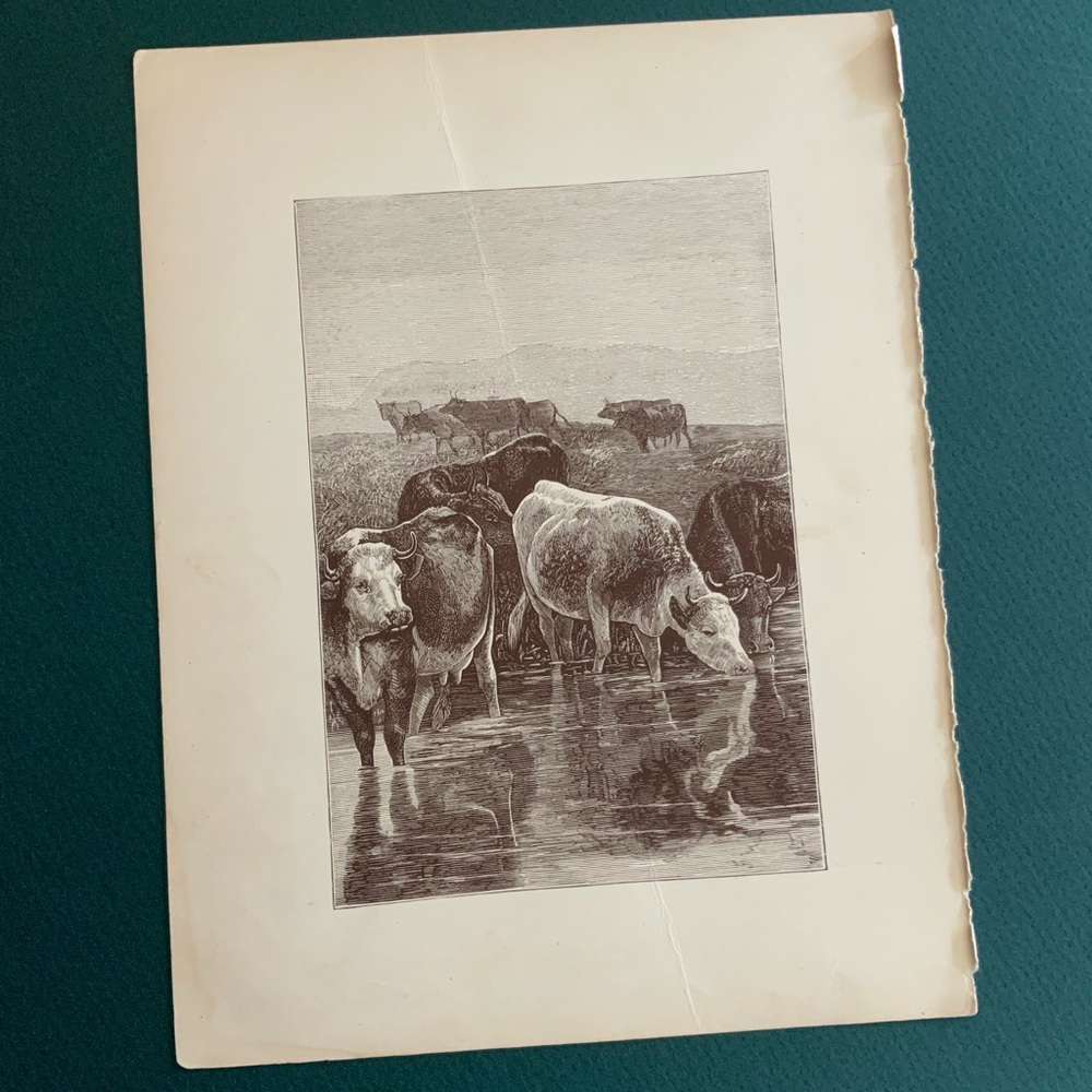 Cows in the Pasture